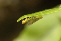 Eupteryx filicum