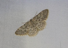 Idaea alyssumata