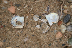 Pinctada imbricata