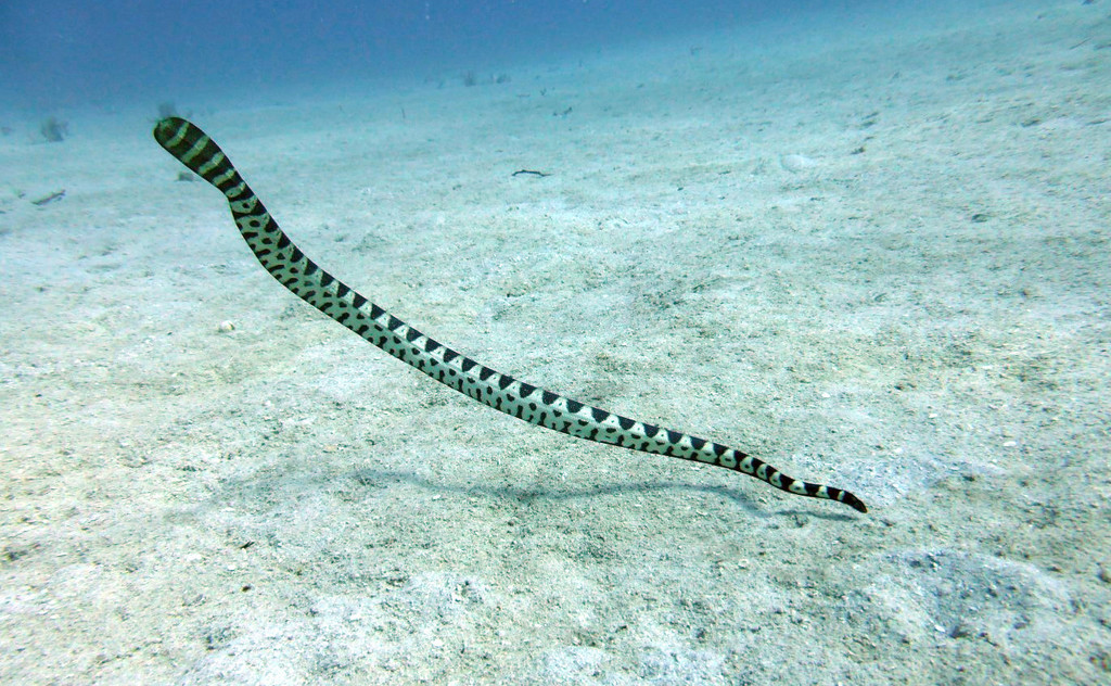 Mcdowell's Seasnake