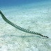 Small-headed Seasnake - Photo (c) Claire Goiran, some rights reserved (CC BY-NC), uploaded by Claire Goiran