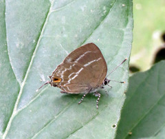 Cupathecla cupentus