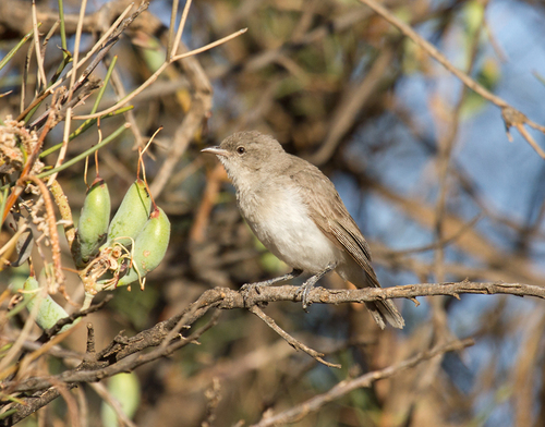 Grey Honeyeater