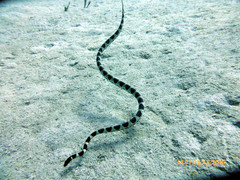 Hydrophis macdowelli