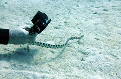 Hydrophis macdowelli