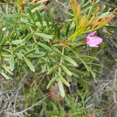 Boronia thujona