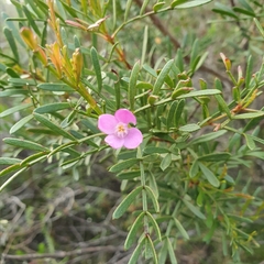 Boronia thujona