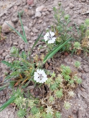 Blepharipappus scaber
