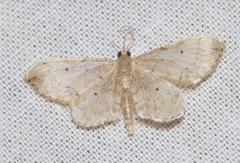 Idaea efflorata