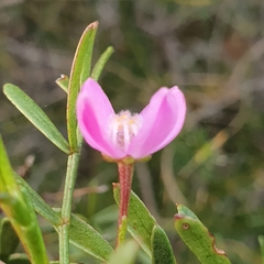 Boronia thujona