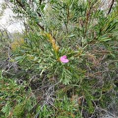 Boronia thujona