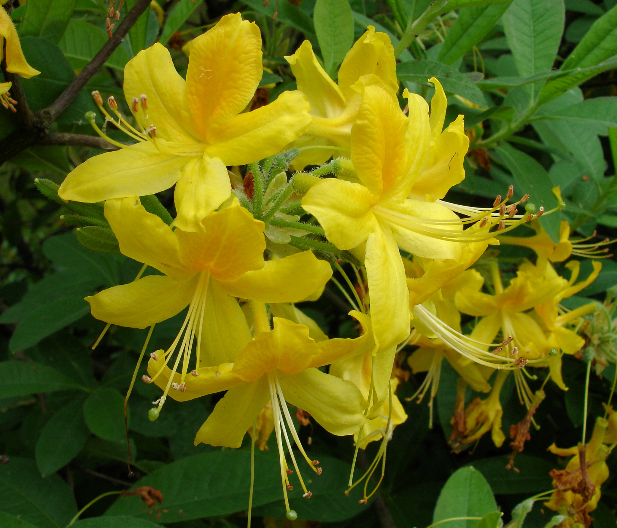 Rhododendron luteum