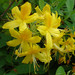 Rhododendron luteum - Photo (c) Gertrud K., algunos derechos reservados (CC BY-NC-SA)