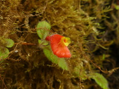 Pachycaulos nummularia