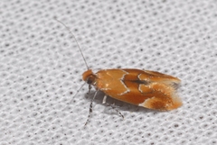 Epicallima formosella