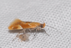 Epicallima formosella