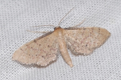 Idaea infirmaria