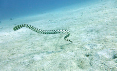 Hydrophis macdowelli