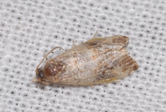 Lobesia botrana