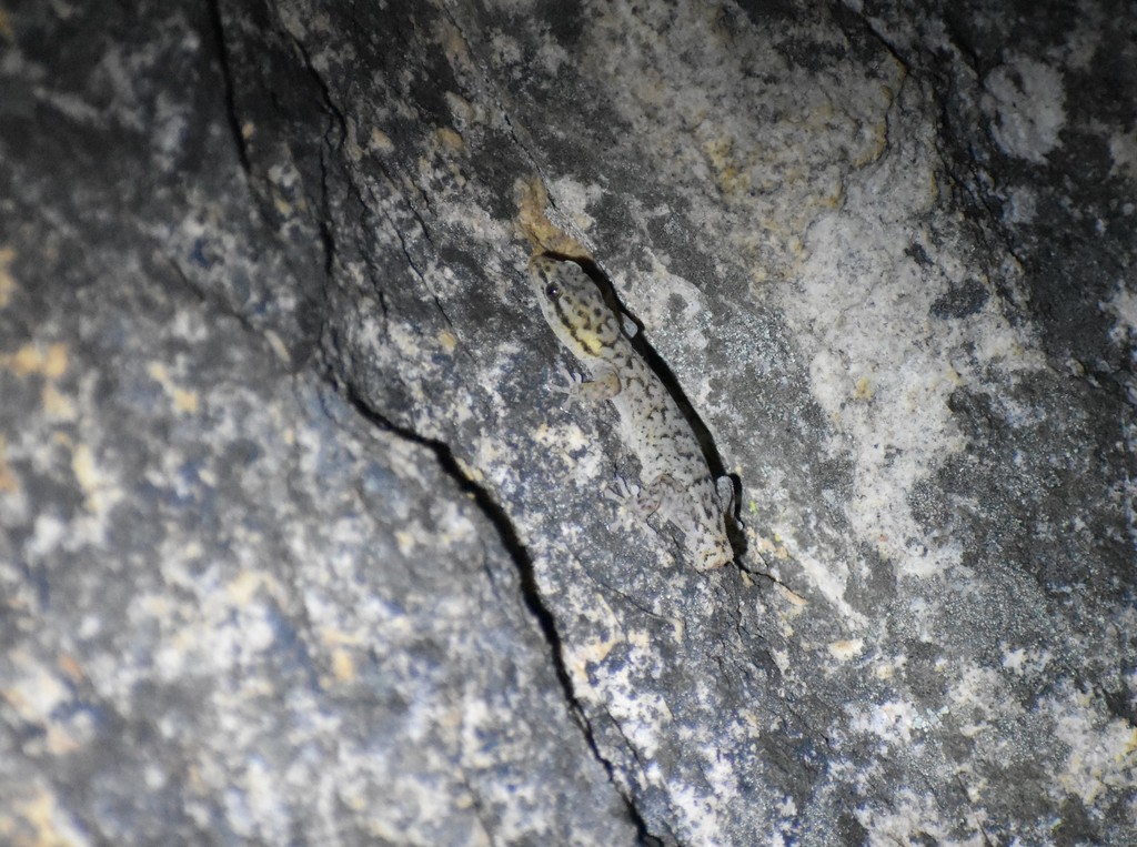 Hewitt’s Pygmy Gecko