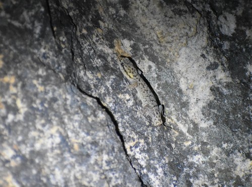 Hewitt’s Pygmy Gecko