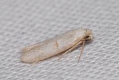 Symmocoides oxybiella