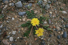 Taraxacum hellenicum