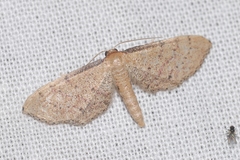 Idaea infirmaria