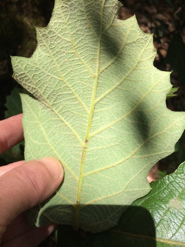 netleaf oak