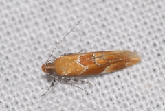 Epicallima formosella