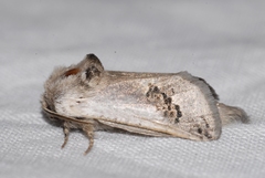 Parahypopta caestrum