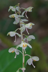 Pyrola dentata
