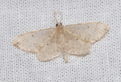 Idaea efflorata