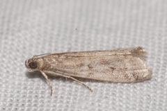 Ephestia woodiella
