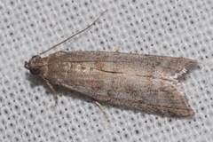 Ephestia woodiella