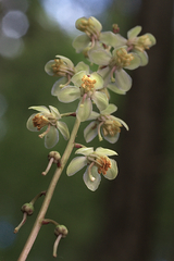 Pyrola dentata