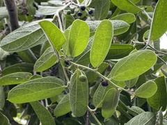 Passiflora multiflora image