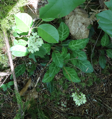 Pyrola dentata