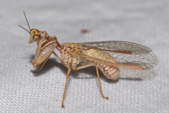 Mantispa aphavexelte