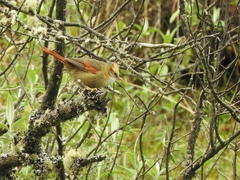 Cranioleuca albicapilla