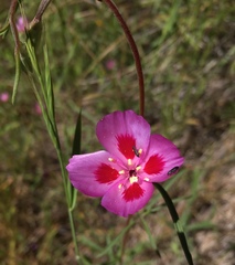 Clarkia gracilis sonomensis