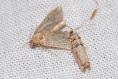 Blastesthia tessulatana