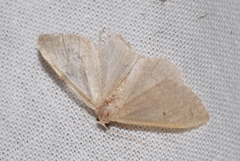 Idaea distinctaria