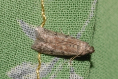 Ephestia woodiella