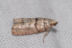 Blastesthia tessulatana