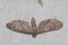Eupithecia ultimaria