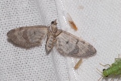 Eupithecia ultimaria