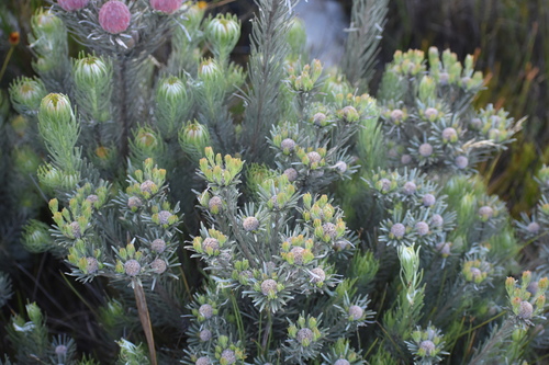 Image of Linearleaf Conebush (Leucadendron album) by (c) Justin Ponder, some rights reserved (CC BY)