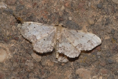 Idaea efflorata