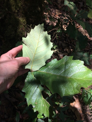 netleaf oak